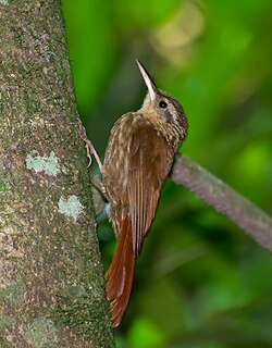 小䴕雀 / Lesser Woodcreeper / Xiphorhynchus fuscus