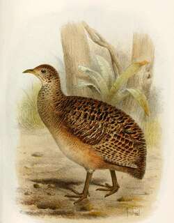 丽色斑䳍 / Ornate Tinamou / Nothoprocta ornata