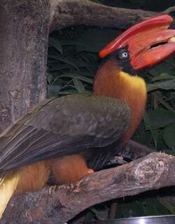 棕犀鸟 / Rufous Hornbill / Buceros hydrocorax
