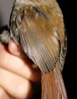 白眉针尾雀 / White-browed Spinetail / Hellmayrea gularis