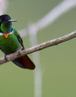 妆脸蜂鸟 / Hooded Visorbearer / Augastes lumachella