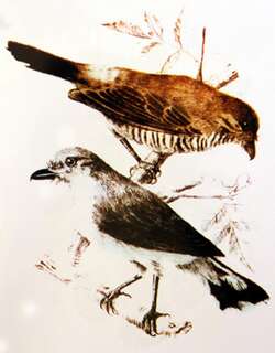 留岛鹃鵙 / Reunion Cuckooshrike / Lalage newtoni