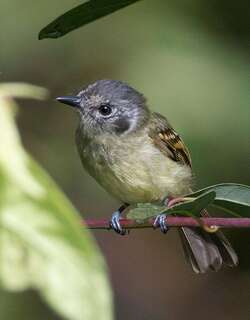 纹脸须霸鹟 / Marble-faced Bristle Tyrant / Pogonotriccus ophthalmicus