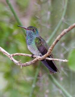 洪都拉斯蜂鸟 / Honduran Emerald / Amazilia luciae