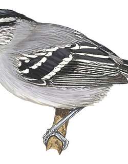 乌顶蚁鹩 / Bahia Antwren / Herpsilochmus pileatus