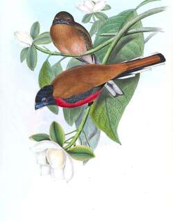 橙腰咬鹃 / Cinnamon-rumped Trogon / Harpactes orrhophaeus