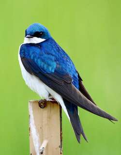 双色树燕 / Tree Swallow / Tachycineta bicolor