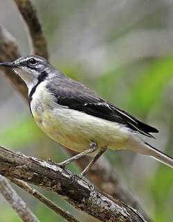 马岛鹡鸰 / Madagascan Wagtail / Motacilla flaviventris
