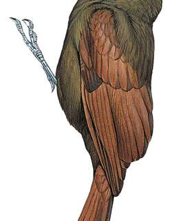 白颏䴕雀 / White-chinned Woodcreeper / Dendrocincla merula