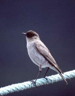 暗脸地霸鹟 / Dark-faced Ground Tyrant / Muscisaxicola maclovianus