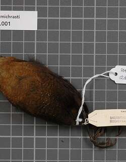 细嘴鹪鹩 / Sumichrast’s Wren / Hylorchilus sumichrasti