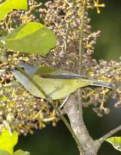 灰喉冠绣眼鸟 / Mees’s White-eye / Heleia javanica