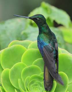 蓝翅大蜂鸟 / Great Sapphirewing / Pterophanes cyanopterus