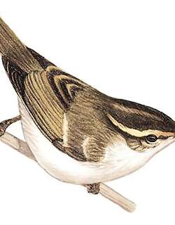 峨眉柳莺 / Emei Leaf Warbler / Phylloscopus emeiensis