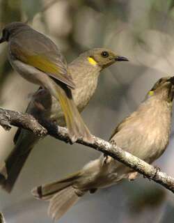 黄翅灰吸蜜鸟 / Fuscous Honeyeater / Ptilotula fusca