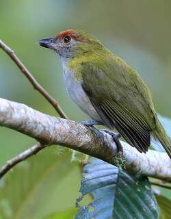 黑嘴鵙雀 / Black-billed Peppershrike / Cyclarhis nigrirostris