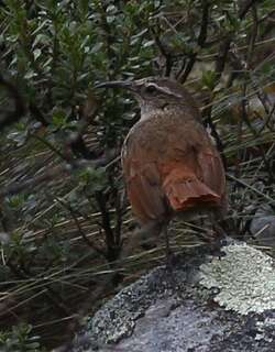 条纹爬地雀 / Striated Earthcreeper / Geocerthia serrana
