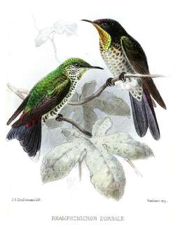 黑背刺嘴蜂鸟 / Black-backed Thornbill / Ramphomicron dorsale