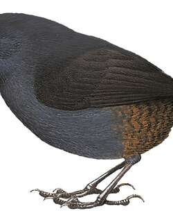 保诺瓦窜鸟 / Boa Nova Tapaculo / Scytalopus gonzagai