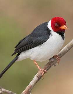 黄嘴蜡嘴鹀 / Yellow-billed Cardinal / Paroaria capitata