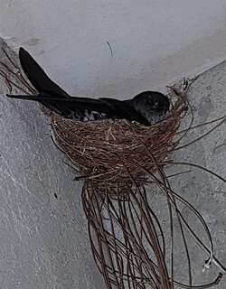 岗顶金丝燕 / Ridgetop Swiftlet / Collocalia isonota