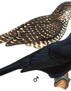 噪鹃 / Asian Koel / Eudynamys scolopaceus