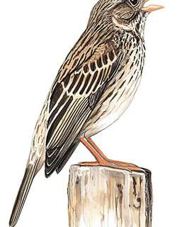 黍鹀 / Corn Bunting / Emberiza calandra