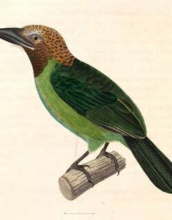 褐喉拟䴕 / Brown-throated Barbet / Psilopogon corvinus