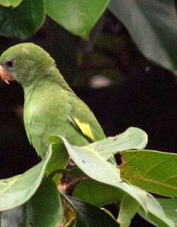 淡黄翅鹦哥 / White-winged Parakeet / Brotogeris versicolurus