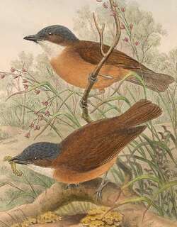 棕胸啸鹟 / Rusty Whistler / Pachycephala hyperythra