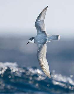 蓝鹱 / Blue Petrel / Halobaena caerulea