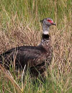 冠叫鸭 / Southern Screamer / Chauna torquata
