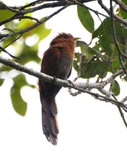 小棕鹃 / Little Cuckoo / Coccycua minuta