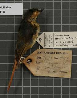 棕脸丝刺莺 / Buff-faced Scrubwren / Aethomyias perspicillatus