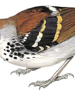 斑纹蚁鹩 / Banded Antbird / Dichrozona cincta