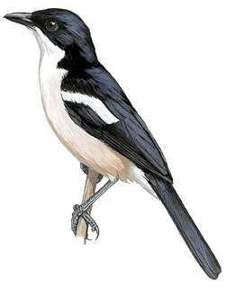 热带黑伯劳 / Ethiopian Boubou / Laniarius aethiopicus