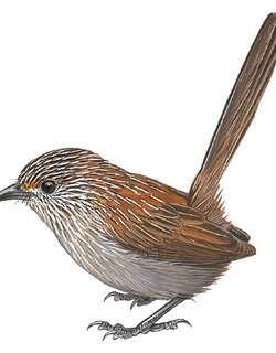 巴拉瑞特鹩莺 / Kalkadoon Grasswren / Amytornis ballarae