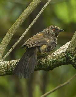 海氏斑鸫鹛 / Hinde’s Babbler / Turdoides hindei