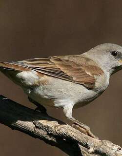 南非灰头麻雀 / Southern Grey-headed Sparrow / Passer diffusus