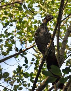 点斑小冠雉 / Scaled Chachalaca / Ortalis squamata