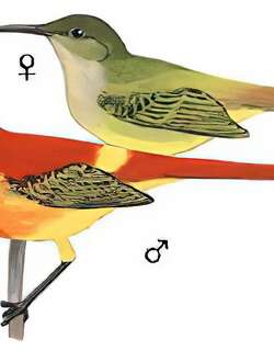 火尾太阳鸟 / Fire-tailed Sunbird / Aethopyga ignicauda