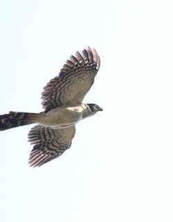 领林隼 / Collared Forest Falcon / Micrastur semitorquatus