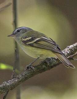 黄斑姬霸鹟 / Buff-banded Tyrannulet / Mecocerculus hellmayri