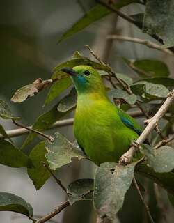 小绿叶鹎 / Lesser Green Leafbird / Chloropsis cyanopogon