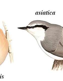 普通䴓 / Eurasian Nuthatch / Sitta europaea