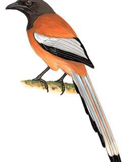 棕腹树鹊 / Rufous Treepie / Dendrocitta vagabunda