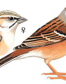 戈氏岩鹀 / Godlewski’s Bunting / Emberiza godlewskii