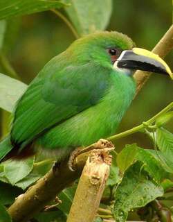 白喉巨嘴鸟 / White-throated Toucanet / Aulacorhynchus albivitta