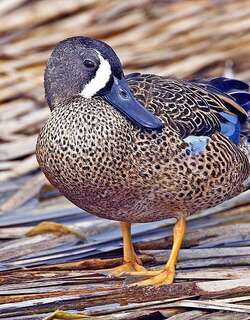 蓝翅鸭 / Blue-winged Teal / Spatula discors