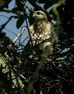 多氏鹰 / Doria’s Goshawk / Megatriorchis doriae